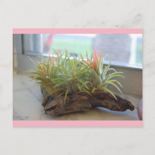 Air Plant postcard