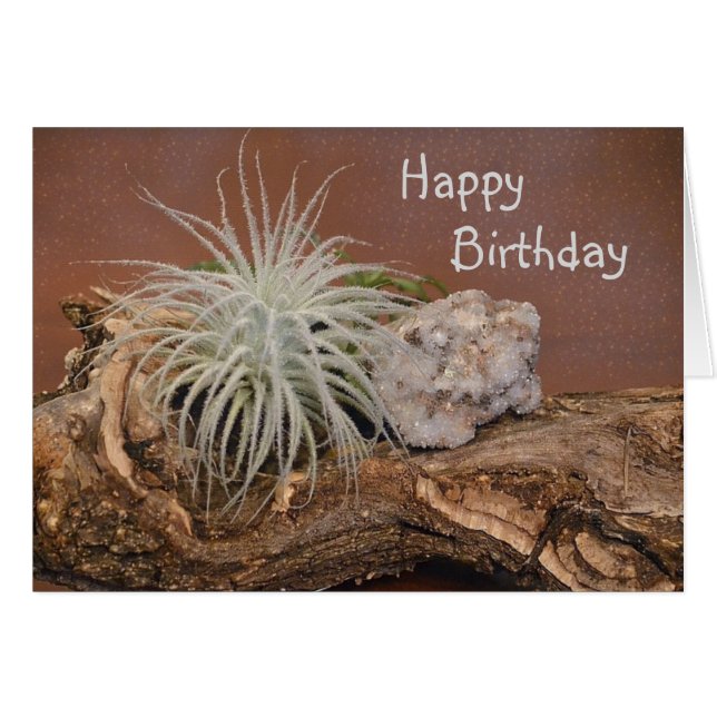 Air Plant Tectorum (Front Horizontal)