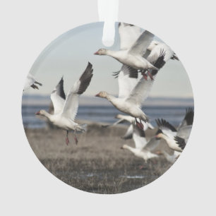 Airborne Snow Geese Ornament