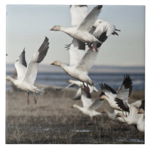 Airborne Snow Geese Tile