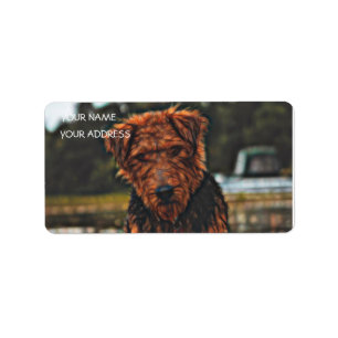 Airedale at play - larger label