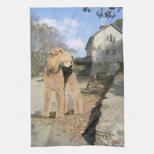 Airedale in the Stable Yard Kitchen Towel