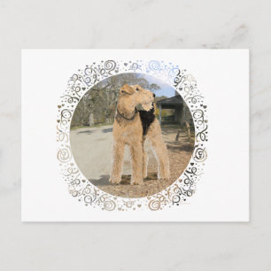 Airedale in the Stable Yard Postcard