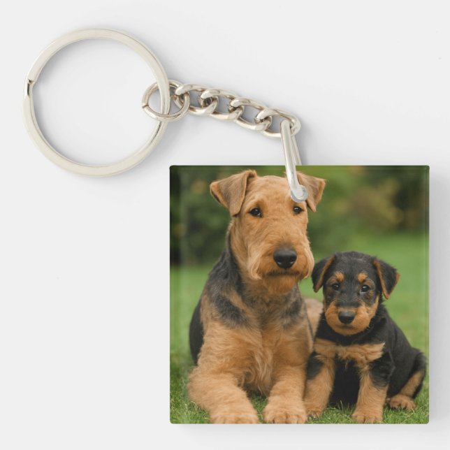 Airedale Terrier Avec Chiot (Devant)