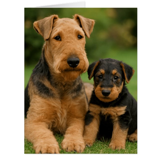 Airedale Terrier Avec Chiot (Devant)