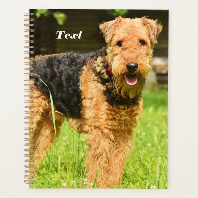 Airedale Terrier Chien chiot (Devant)