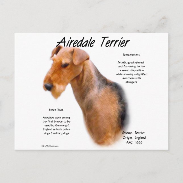 Airedale Terrier History  Postcard (Front)