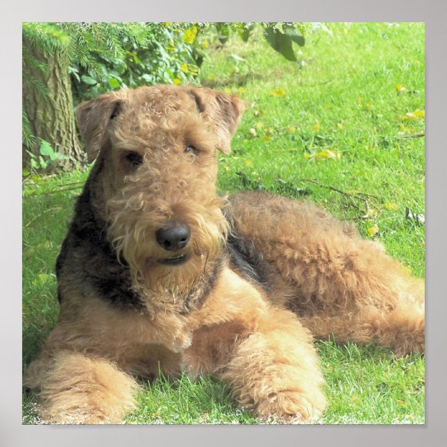 Airedale Terrier Photo Print (Front)