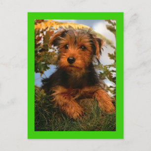 Airedale Terrier Puppy Dog Green Postcard