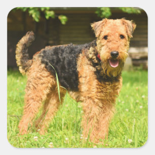 Airedale Terrier Puppy Dog Square Sticker