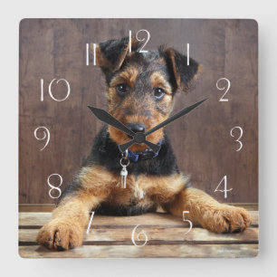 Airedale terrier puppy square wall clock