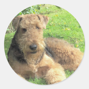 Airedale Terrier Sticker