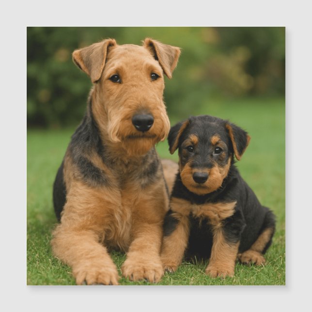 Airedale Terrier With Puppy (Front)