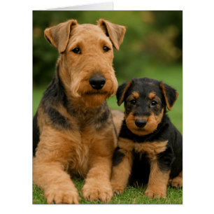 Airedale Terrier With Puppy