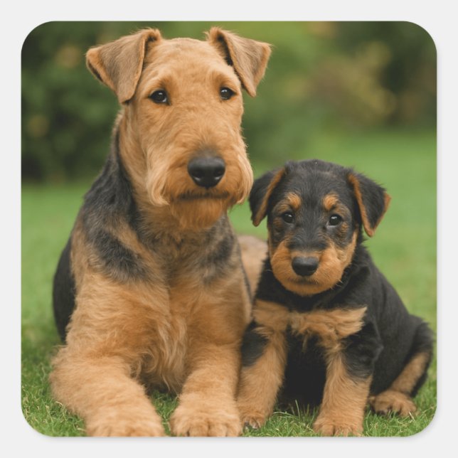 Airedale Terrier With Puppy Square Sticker (Front)