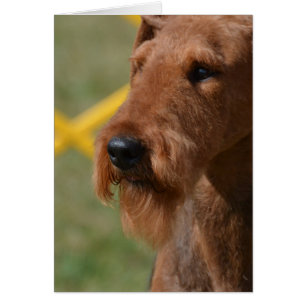 Airedale vraiment mignon Terrier