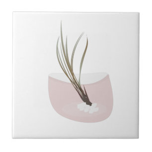 Airplant Tillandsia Plants Terarrium Blush Pink Tile
