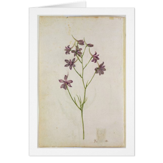 Ajacis de delphinium, c.1568 (Devant)