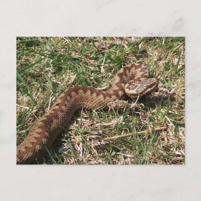 Ajouter carte postale (Devant)