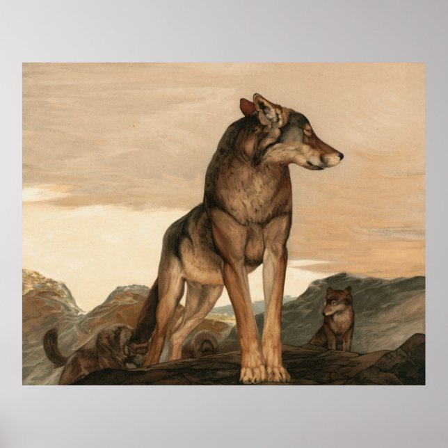 Akela The Lone Wolf by Maurice And Edward Detmold Poster (Front)