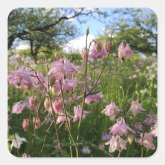 Akeleien meadow under apple trees square sticker