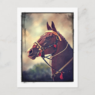 Akhal Teke Postcard