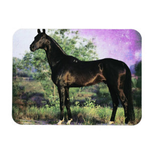 Akhal-teke Stallion Magnet