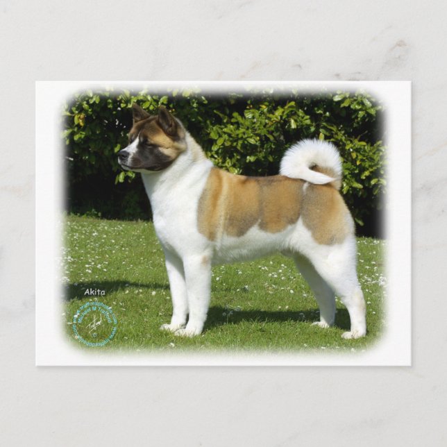 Akita 9R047D-143 Postcard (Front)