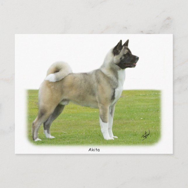 Akita 9R071D-147 Postcard (Front)