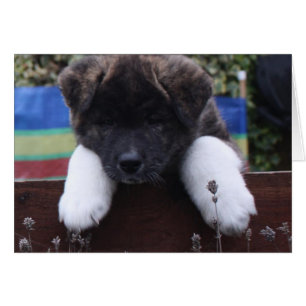 Akita Cards