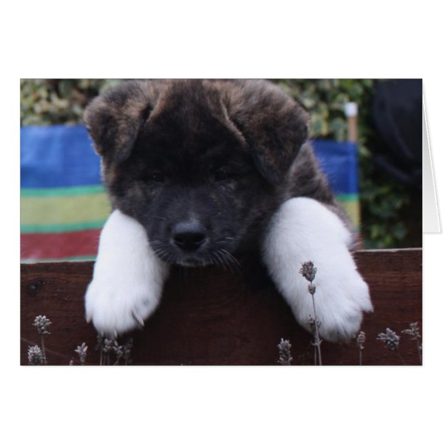 Akita Cards (Front Horizontal)