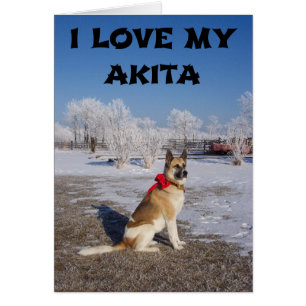 akita fawn black overlay in snow love w pic