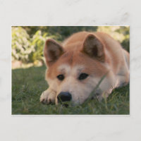 Akita Inu Dog Deep Thoughts