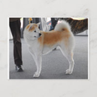 Akita Inu Dog In A Dog Show
