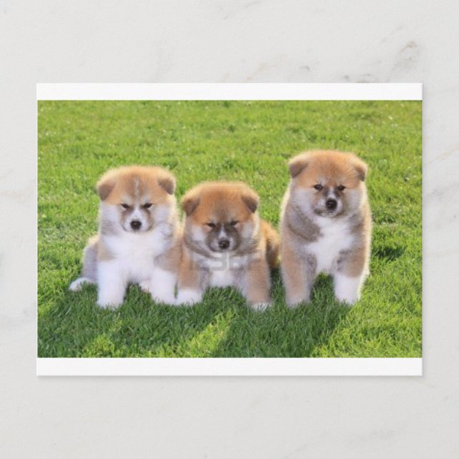 Akita Inu Dog Puppies Postcard (Front)