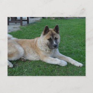 akita laying.png postcard