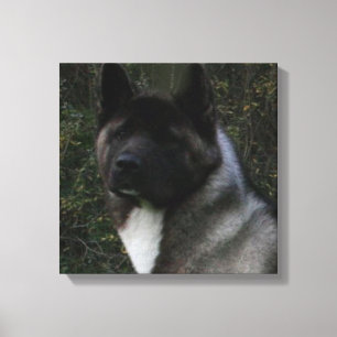 akita pinto black mask canvas print