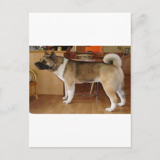 Akita Postcard