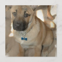 Akita Puppy Invitation