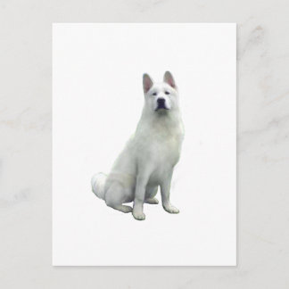 Akita - White Postcard