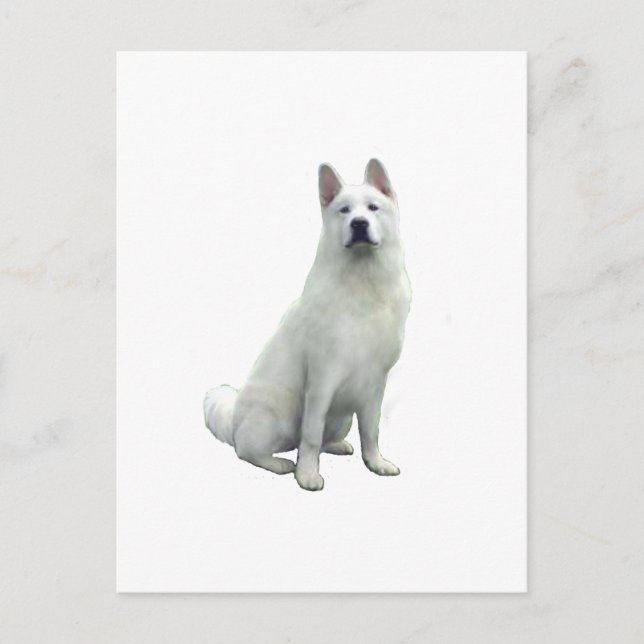 Akita - White Postcard (Front)
