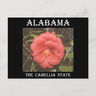 Alabama Camellia (Red) Postcard