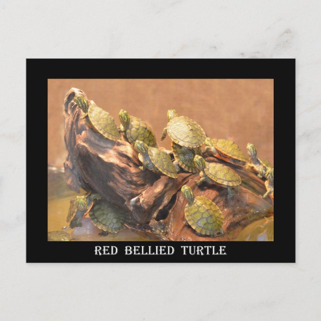 Alabama Red Bellied Turtle 2 (Alabama) Postcard (Front)