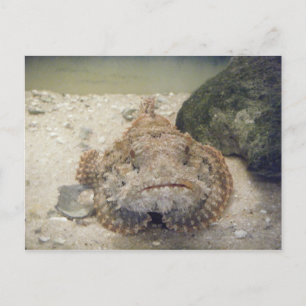 Alabama Sea Life #2 Postcard