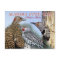 Alabama State Bird - Northern Flicker