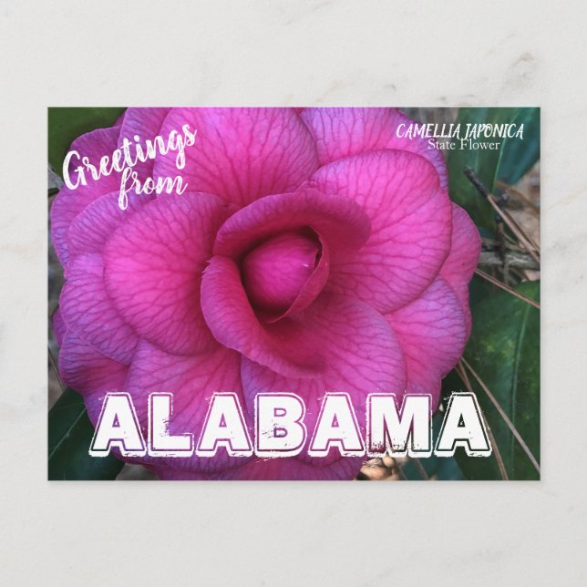 Alabama State Flower, Camellia Postcard (Front)