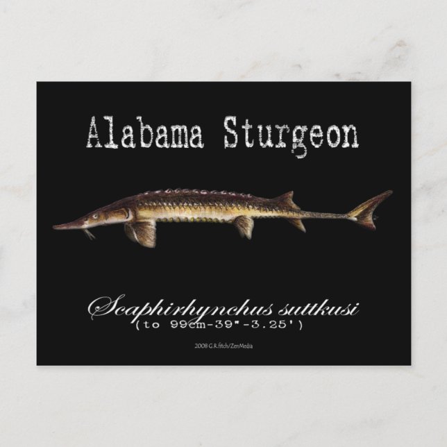 Alabama Sturgeon-Black-Postcard Postcard (Front)