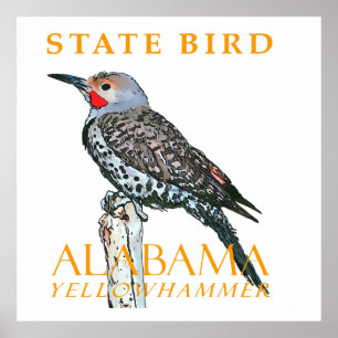 Alabama Territory Bird The Common Flicker Poster