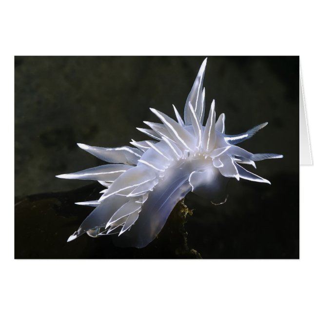 Alabaster Nudibranch Card (Front Horizontal)