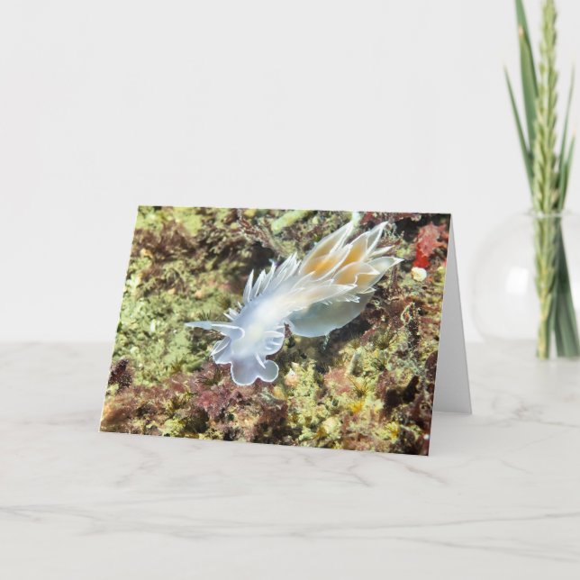 Alabaster Nudibranch - Cards (Front)
